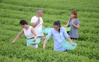 Hunan Attracts Tourists with Open Tea Plantations 