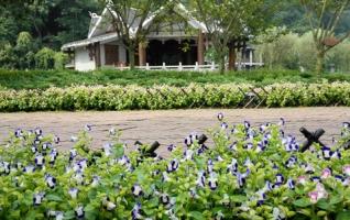 ZJJ Huanglong Hole Square Morning Glory meets Vsitors in Full Bloom 