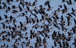 Hunan Dongting Lake Bird-watching Festival to Start 