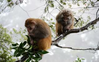 ZJJ Huangshi Village Macaques welcome winter snow 