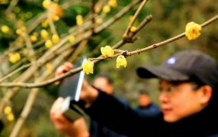 Zhangjiajie Huanglong Hole, Wintersweet bloomed on New Year Holiday 