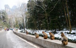 Five “Monkey Kings” in Zhangjiajie National Forest Park 