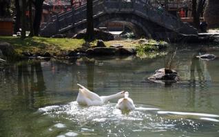 “Couple Goose”in Wulingyuan Huanglong cave scenic area 