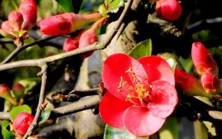 The most beautiful Chinese flowering crab-apple in Huanglong hole square 