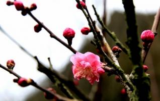 Red Plum in Zhangjiajie Huanglong cave scenic spot 