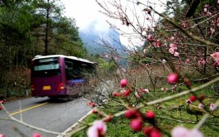 Zhangjiajie wintersweets in Wulingyuan core scenic spot 