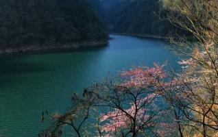 Sakura in ZJJ Ten-Miles Painting Spring Scenery 