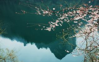 Zhangjiajie spring tour: Cherry blossoms show smiling face 