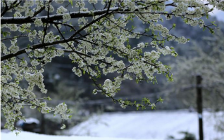 Spring Snowfall Brings Rime and Mist Scenery to Wulingyuan 