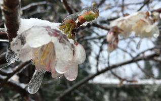 ZJJ Wulingyuan core area: Snow in March 