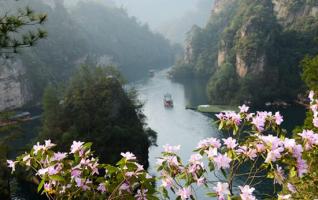 Zhangjiajie spring scenery azalea in Baofeng Lake 