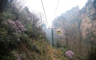 ZJJ Yang Jiajie Scenic Spot’s azalea to meet tourists 