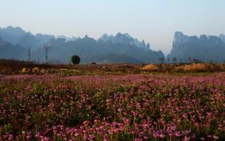 ZJJ Wulingyuan one hundred mu of Wild Astragalus Sinicus is in full bloom 