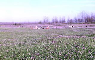 Picturesque Grassland in Changde,Hunan 