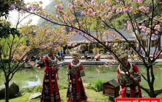 Spring cherry blossoms in Zhangjiajie Huanglong scenic area 