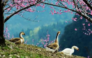 Zhangjiajie Tianzishan scenic spot shows a peach blossom wonderland 