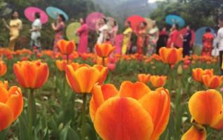 Tulip Festival Held in Zhangjiajie Old Taoist Bay 