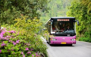 Thousands of beautiful cuckoo flowers in Zhangjiajie 