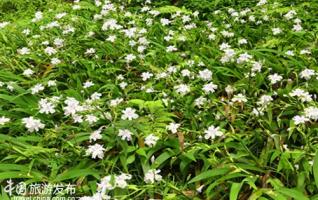 Blooming Irises in Zhangjiajie core scenic spot 