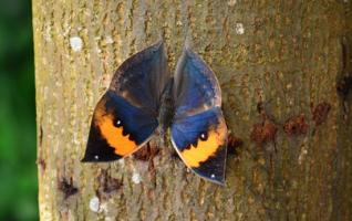 ZJJ Huanglong Scenic Area found exotic leaf butterflies 