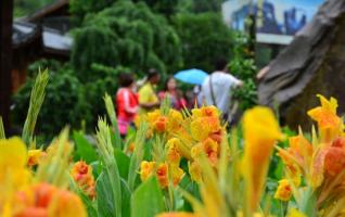 Zhangjiajie Huanglong cave scenic spot, Canna is in full bloom 