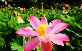 Zhangjiajie Rural Tourism’s Lotus in Summer July 