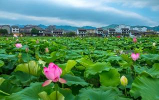 Lotus Flowers Blossom in Hunan’s Pushi Ancient Town 