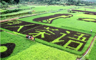 Hunan Yongzhou Villagers Grow ‘Colorful World’ in Paddy Field 