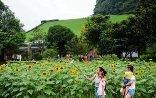 Sunflowers show in Zhangjiajie Huanglong Hole 