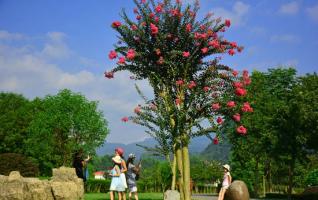 Zhangjiajie Huanglong Scenic Spot: Chinese Bloom meets visitors 