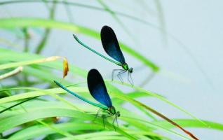 ZJJ Huanglong cave scenic spot: Damselflies become a new scenery 