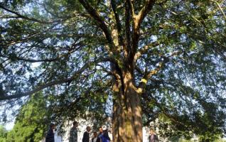 Taxus Chinensis Trees Found in Southern Hunan 