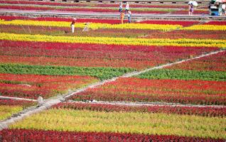 Colorful Flowers Attract Numerous Visitors 