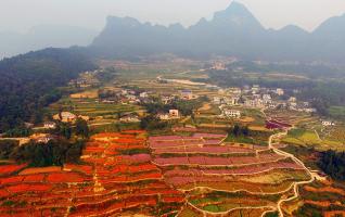 Wulingyuan Autumn Blossoms Seen in Terraced Flower Fields 