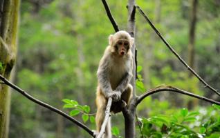 Zhangjiajie monkeys celebrates International Forest Protection Festival 