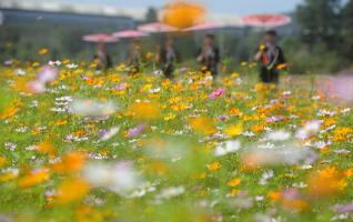 Visit Guiyang in Autumn, Enjoy Colorful Flowers 