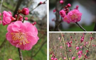 Zhangjiajie Huanglong Ecological Square-Infinite Spring Scenery