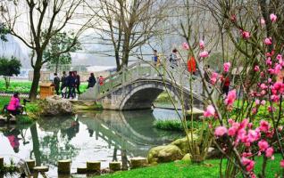 The plum blossom attracts visitors in Zhangjiajie spring