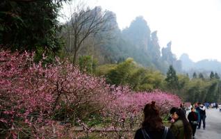 Zhangjiajie Huangshi village plum flower garden