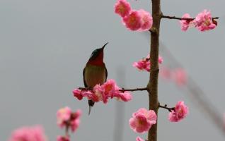 Huanglong cave ecological square-flowers in spring