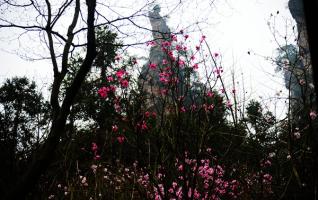 Wulingyuan Purple Magnolia is blooming