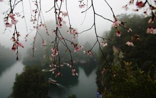 Zhangjiajie spring flowers in Baofeng Lake