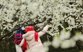 Zhangjiajie pear flowers attracts visitors