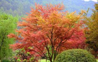 Zhangjiajie Huanglong comes into ornamental leaf period in spring