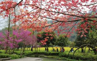 Zhangjiajie spring tour for maple leaf 