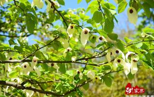 Beautiful Pigeon Flowers in Zhangjiajie Tianmen Mountain