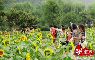 More than 500 Sunflowers in Huanglong scenic area