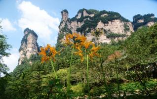 Zhangjiajie Bana flower is competing in full bloom in early autumn