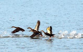 Birdwatching in Changde