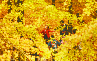 Golden Ginkgo Trees around Ziyun Mountain